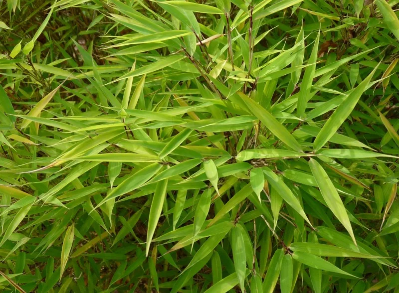 Fargesia murieliae Bimbo (Niet-woekerende Bamboe)
