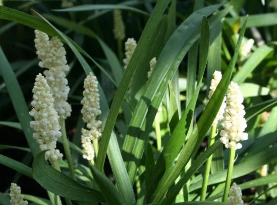 Liriope muscari 'Monroe White'