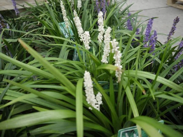 Liriope muscari 'Monroe White'