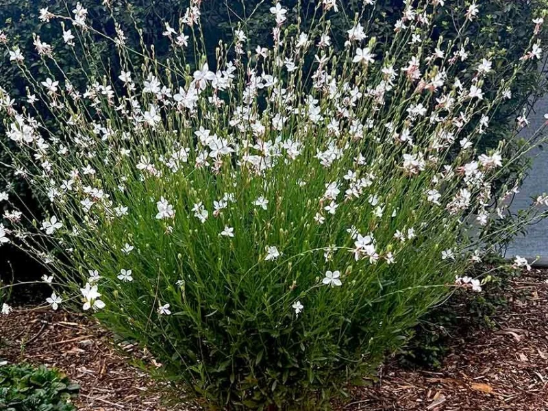 Gaura lindheimeri 'Whirling Butterflies' (Prachtkaars)-1