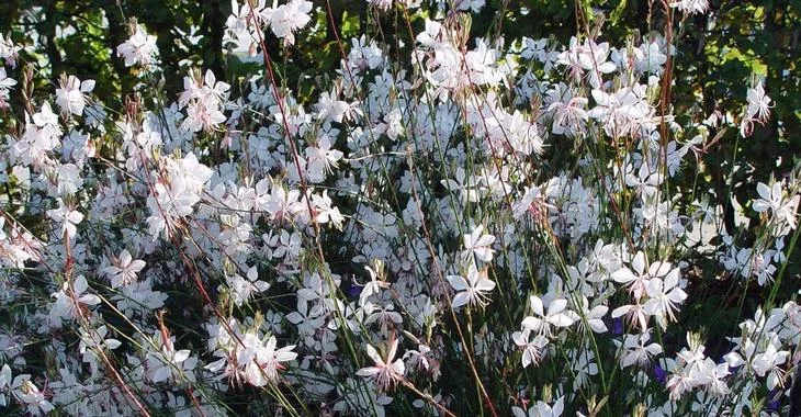 Gaura lindheimeri 'Whirling Butterflies' (Prachtkaars)-2