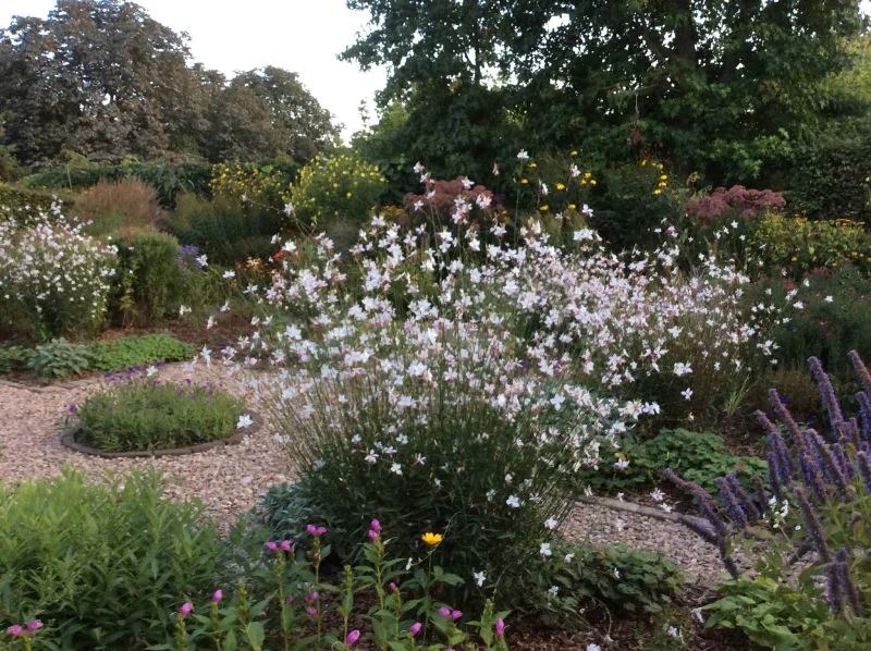 Gaura lindheimeri 'Whirling Butterflies' (Prachtkaars)-3