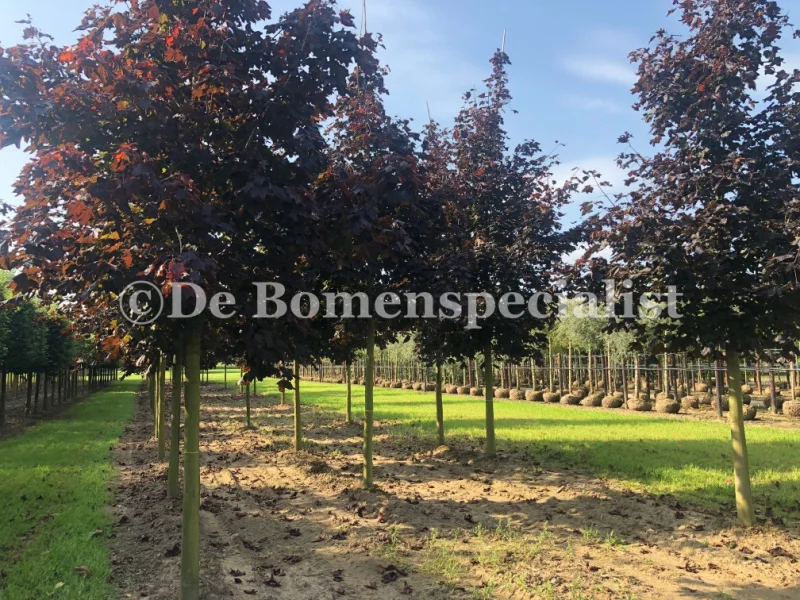 Acer platanoides Royal Red (Esdoorn) GROTE BOOM