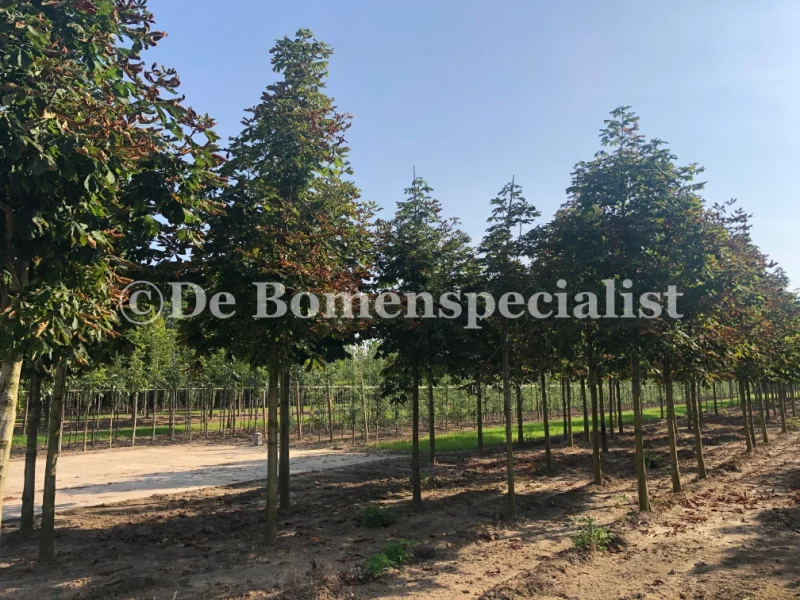 Aesculus Hippocastanum (Witte Paardenkastanje) GROTE BOOM-2