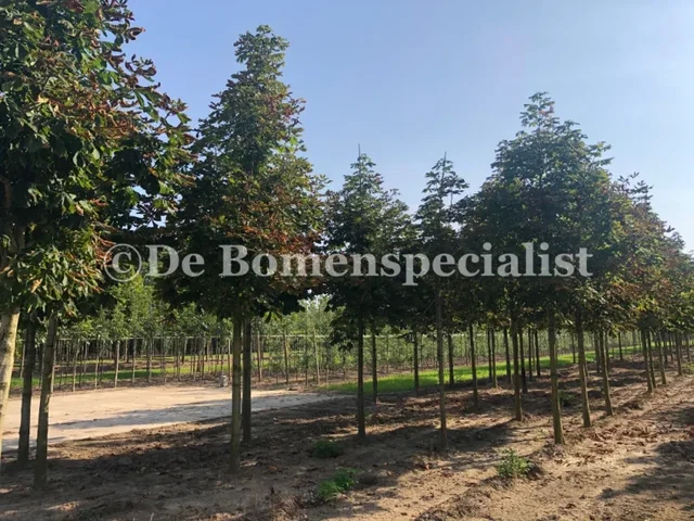 Aesculus Hippocastanum (Witte Paardenkastanje) GROTE BOOM