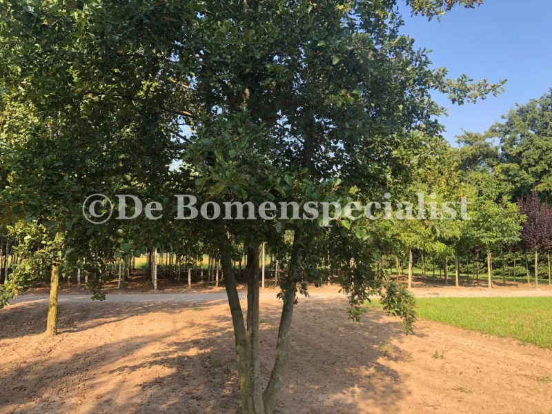 Alnus Glutinosa Meerstammig (Gewone Els / Zwarte Els) GROTE BOOM-3