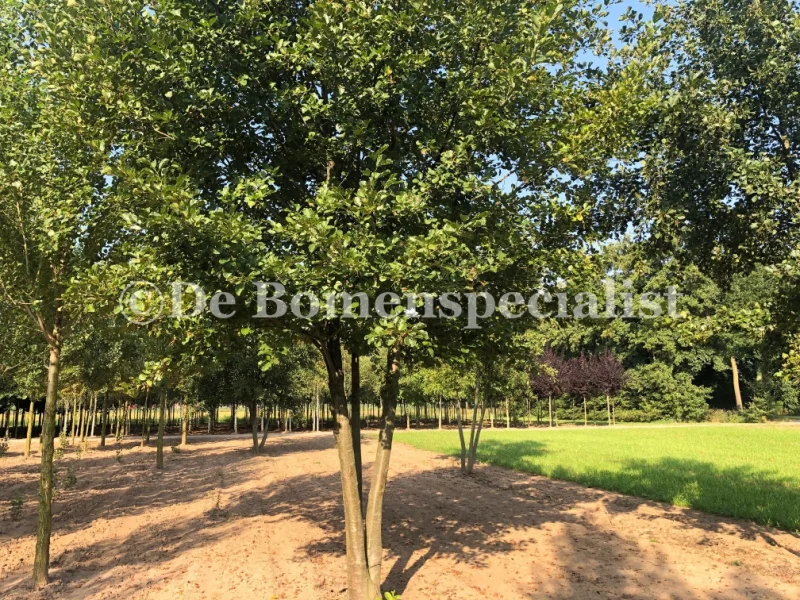 Alnus Glutinosa Meerstammig (Gewone Els / Zwarte Els) GROTE BOOM-4