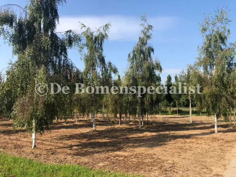 Betula pendula Tristis (Treurberk) GROTE BOOM-2