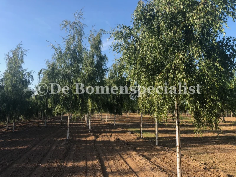 Betula pendula Tristis (Treurberk) GROTE BOOM-4