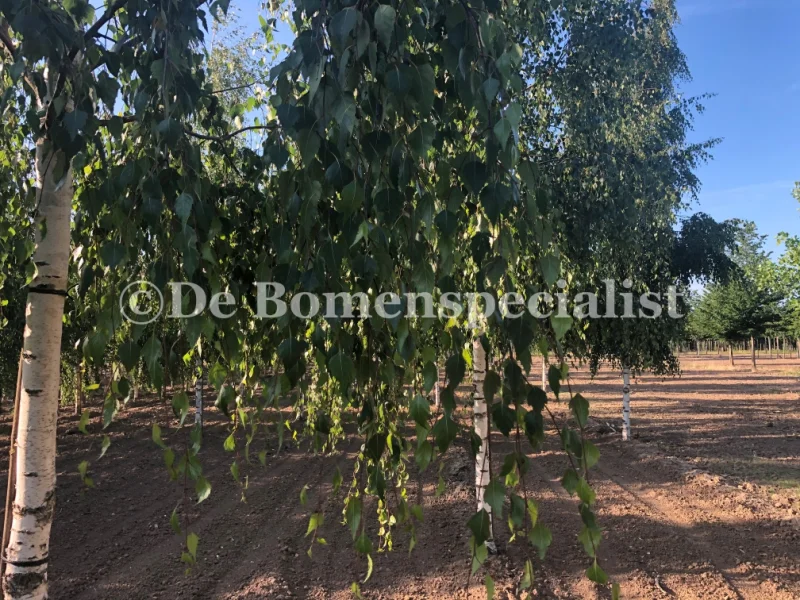 Betula pendula Tristis (Treurberk) GROTE BOOM-5