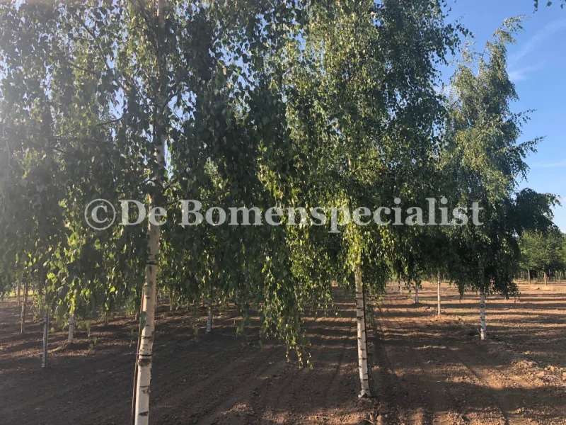 Betula pendula Tristis (Treurberk) GROTE BOOM-6