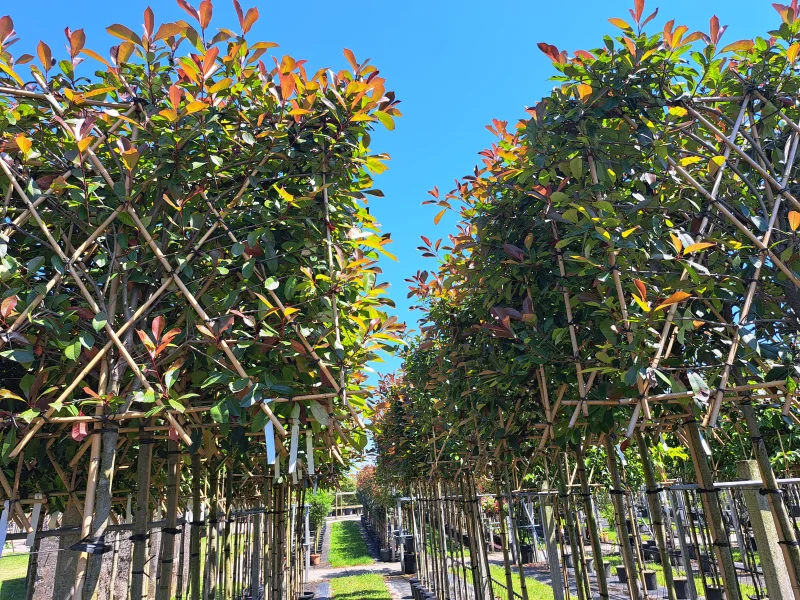 Photinia fraseri Red Robin Leiphotinia (Leiglansmispel)-9