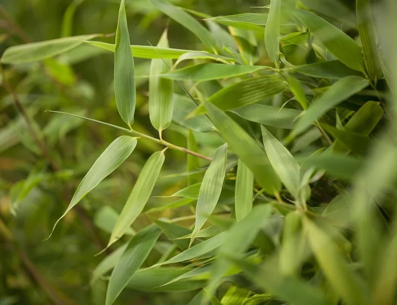 Fargesia murieliae Simba (Niet-woekerende Bamboe)-1
