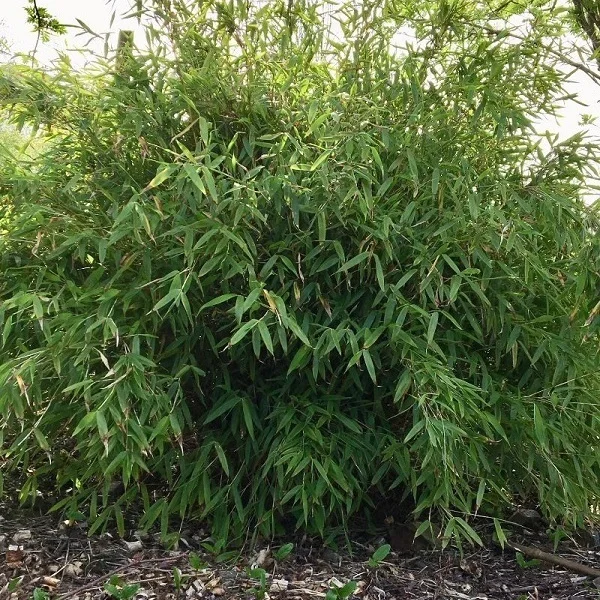 Fargesia murieliae Simba (Niet-woekerende Bamboe)