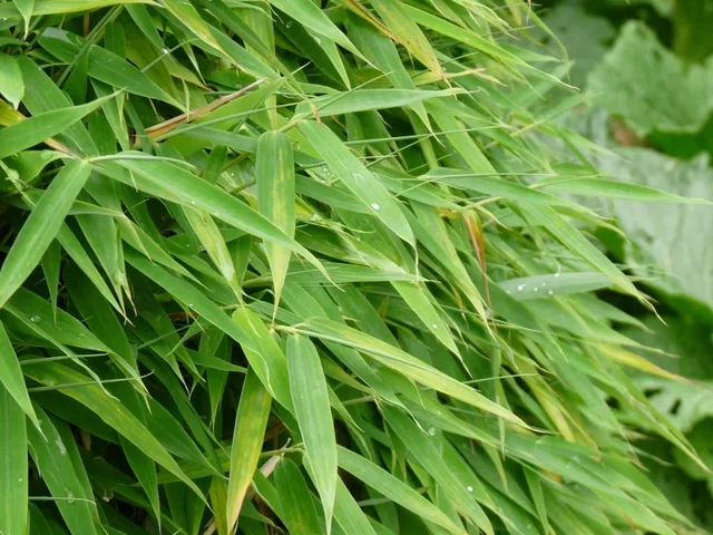 Fargesia Robusta Campbell (Schirmbambus / Zebrabambus)