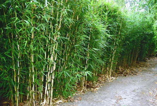 Fargesia robusta Campbell (Niet-woekerende Bamboe)-2