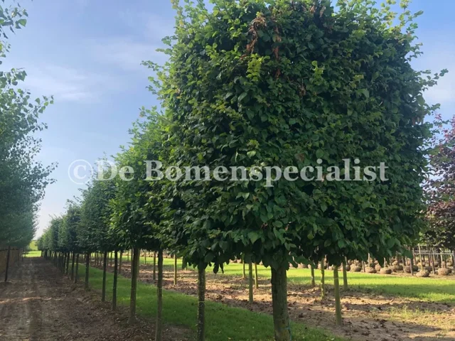 Carpinus Betulus blokvorm (Haagbeuk) Carpinus Betulus blokvorm (Haagbeuk)