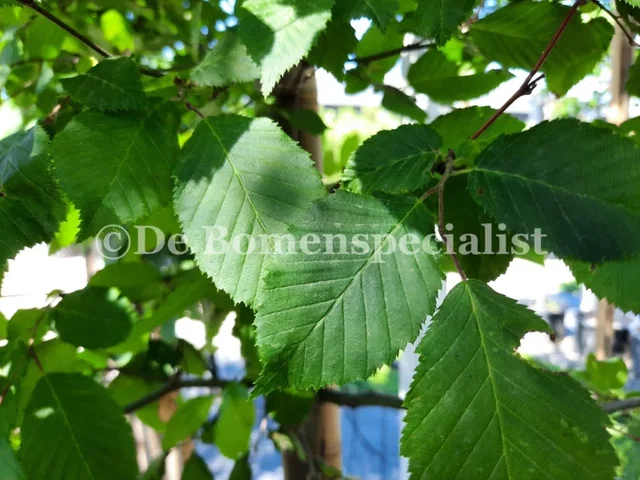 Carpinus Betulus blokvorm (Haagbeuk) Carpinus Betulus blokvorm (Haagbeuk)