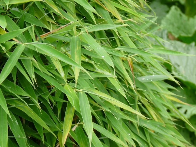 Fargesia Murieliae (Niet woekerende bamboe)