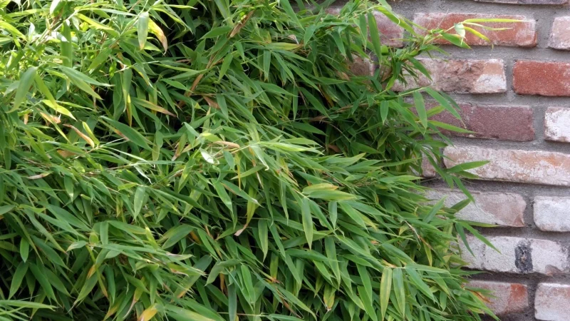 Fargesia Murieliae (Niet woekerende bamboe)-2