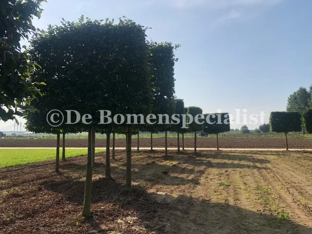 Carpinus Betulus Leivorm (Leihaagbeuk) Carpinus Betulus Leivorm (Leihaagbeuk)