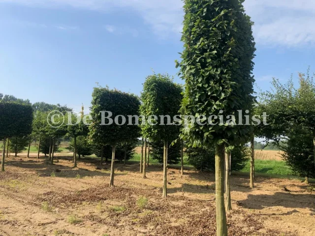 Carpinus Betulus Leivorm (Leihaagbeuk) Carpinus Betulus Leivorm (Leihaagbeuk)
