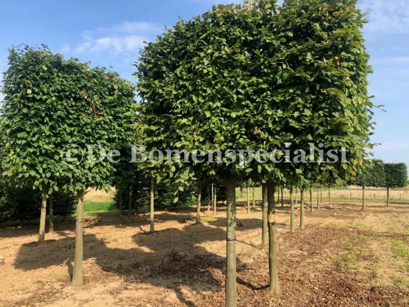 Carpinus Betulus Leivorm (Leihaagbeuk)-3
