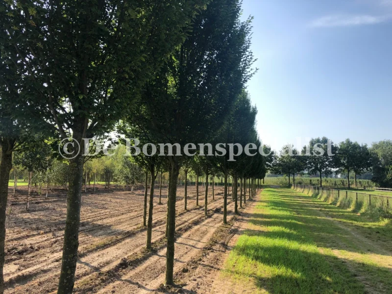 Carpinus Betulus Frans Fontaine (Zuilhaagbeuk)