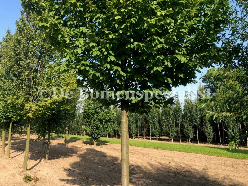 Carpinus Betulus Frans Fontaine (Zuilhaagbeuk)-4