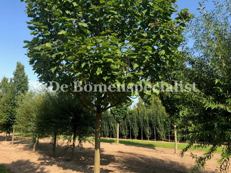 Catalpa Bignonioides (Trompetboom) GROTE BOOM-2