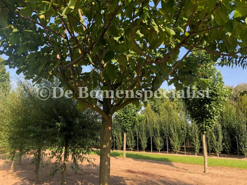 Catalpa Bignonioides (Trompetboom) GROTE BOOM-3