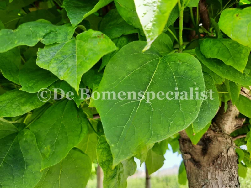 Catalpa Bignonioides (Trompetboom) GROTE BOOM-4
