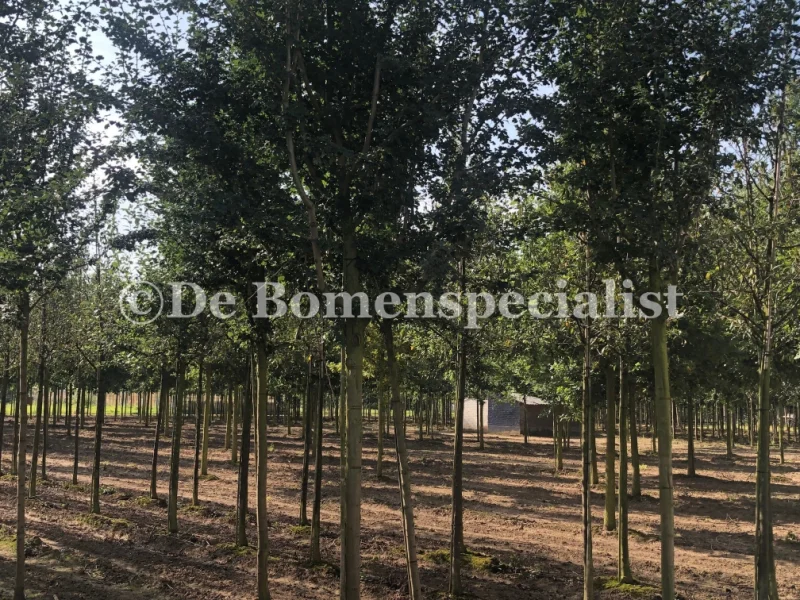 Crataegus laevigata Paul's Scarlet (Rode Meidoorn) GROTE BOOM-2