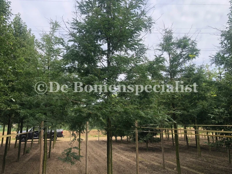 Gleditsia Triacanthos Sunburst (Valse Christusdoorn) GROTE BOOM-4