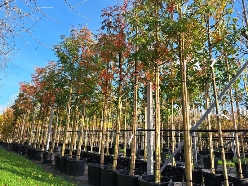 Sorbus Dodong (Lijsterbes)-1