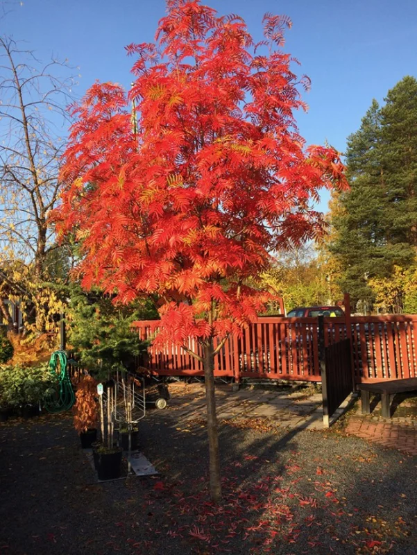 Sorbus Dodong (Lijsterbes)-5