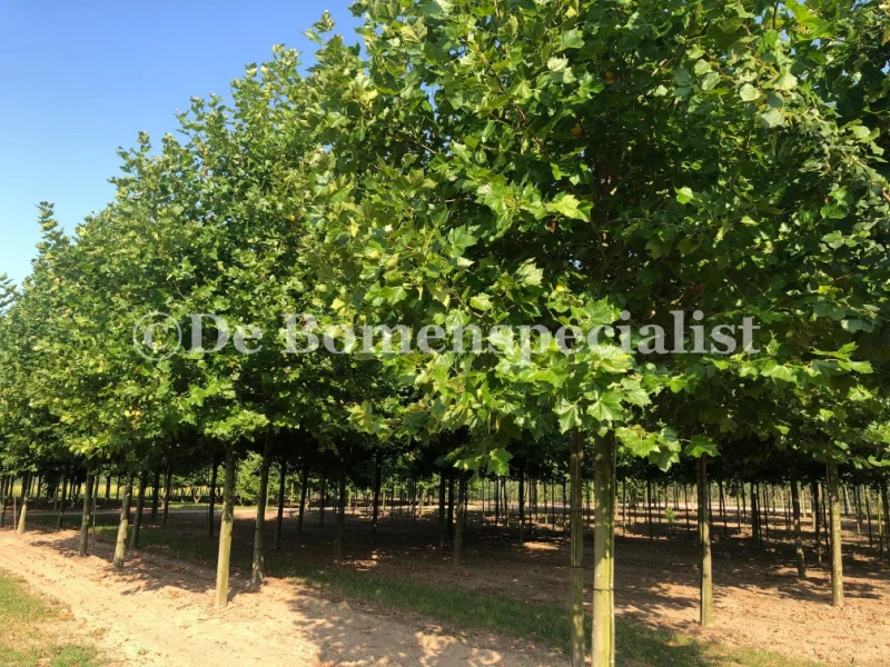 Platanus Hispanica (Plataan)-2