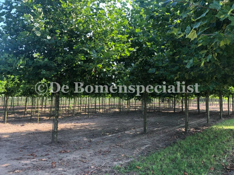 Platanus Hispanica (Plataan)-4