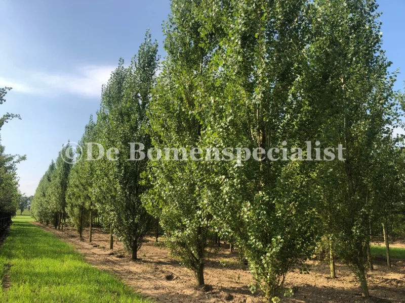 Populus Nigra (Populier)