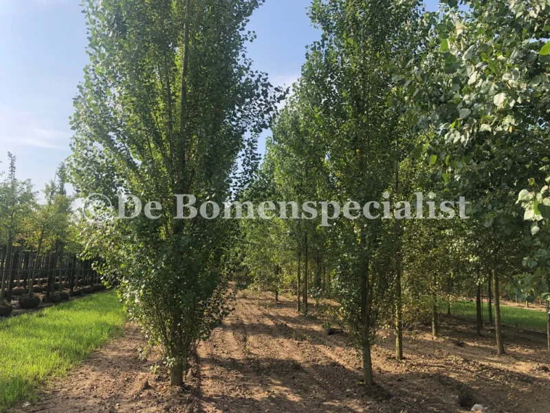 Populus Nigra (Populier)