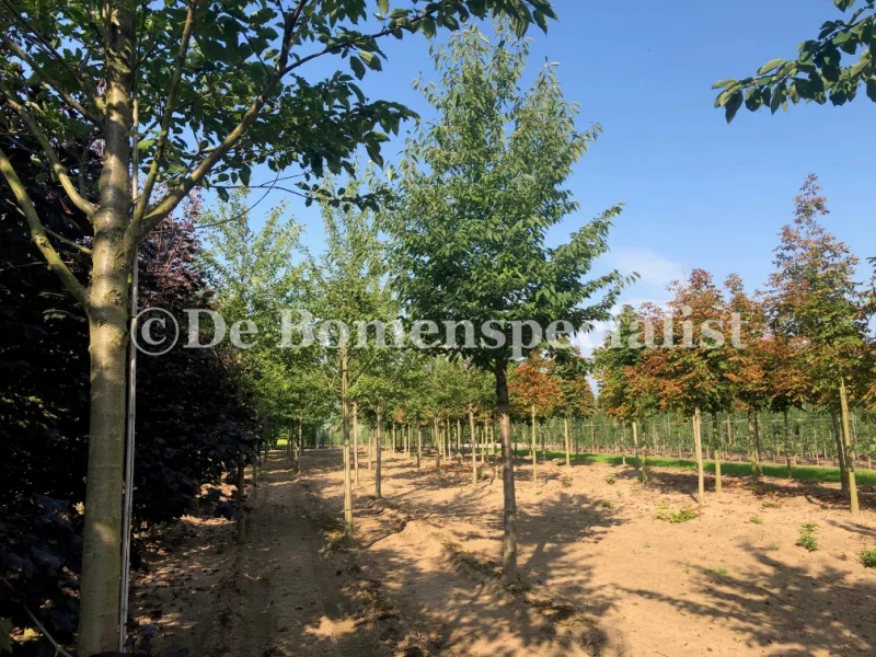 Prunus Avium (Zoete Sierkers) GROTE BOOM-3