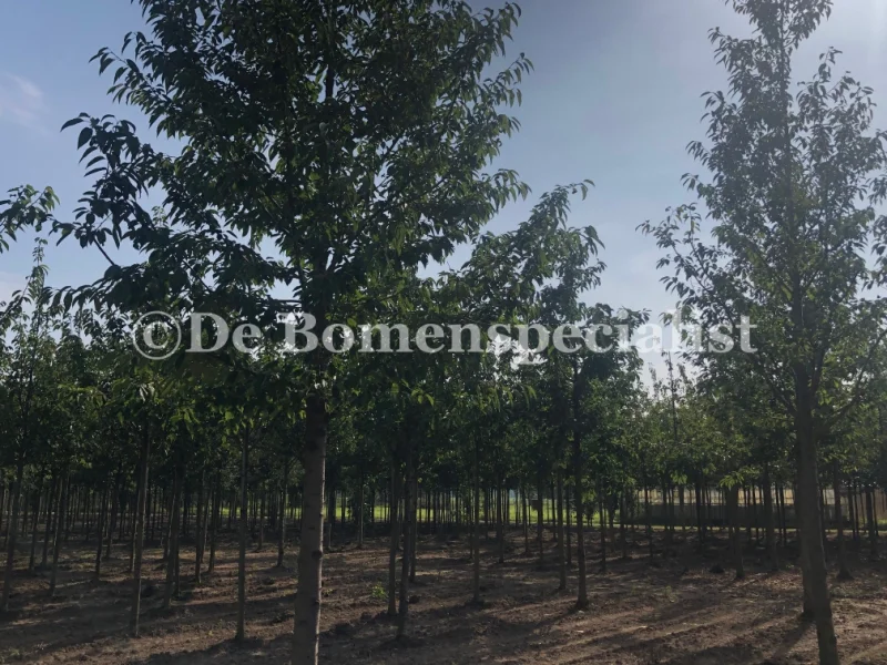 Prunus Avium (Zoete Sierkers) GROTE BOOM-4