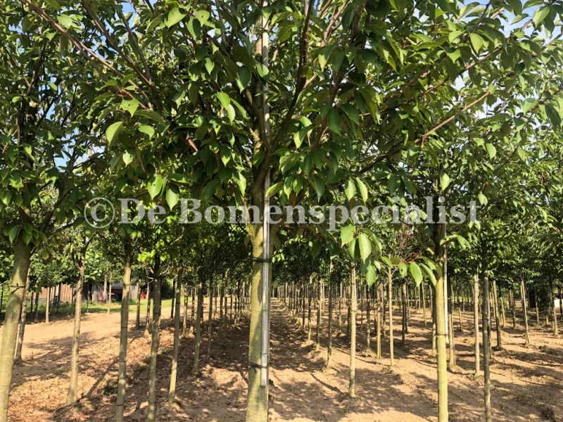 Prunus Avium (Zoete Sierkers) GROTE BOOM-5