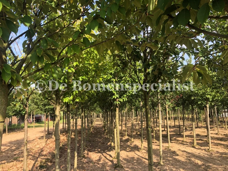 Prunus Avium (Zoete Sierkers) GROTE BOOM-6