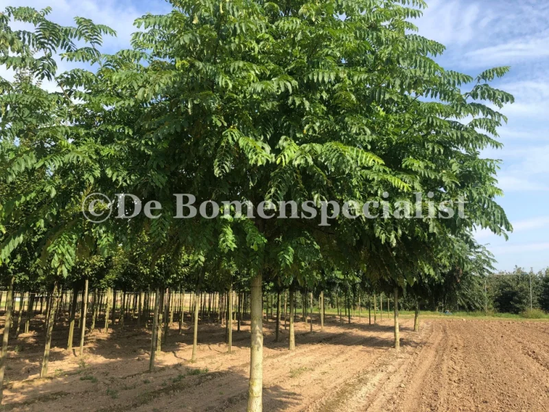 Pterocarya Fraxinifolia (Vleugelnoot)