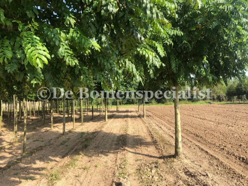 Pterocarya Fraxinifolia (Vleugelnoot)-3