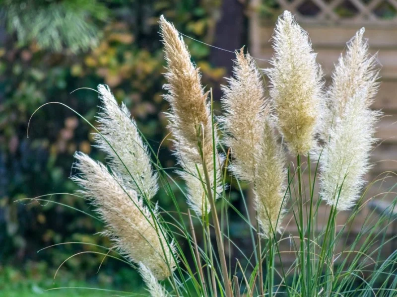 Cortaderia sell. 'Tiny Pampa' (Pampasgras Klein)