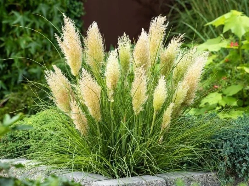 Cortaderia sell. 'Tiny Pampa' (Pampasgras Klein)-2
