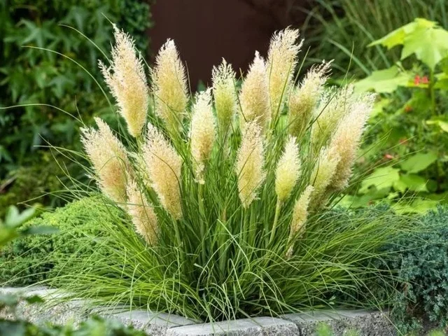 Cortaderia sell. 'Tiny Pampa' (Pampasgras)