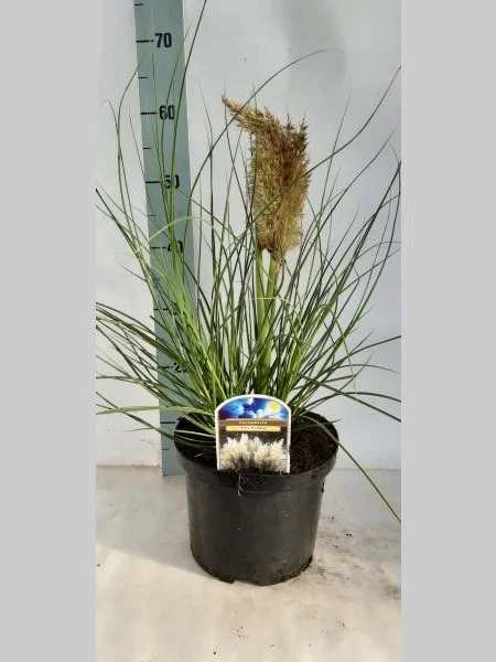 Cortaderia sell. 'Tiny Pampa' (Pampasgras Klein)-3